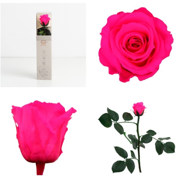 AMOROSA MINI PRESERVADA BRIGHT PINK