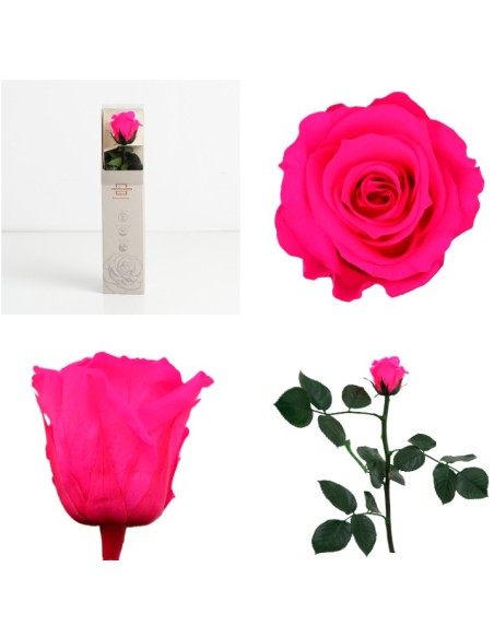 AMOROSA MINI PRESERVADA BRIGHT PINK