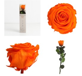 AMOROSA MINI PRESERVADA ORANGE