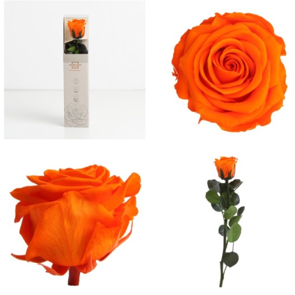 AMOROSA MINI PRESERVADA ORANGE