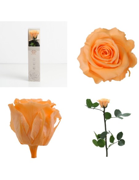 AMOROSA MINI PRESERVADA PEACH