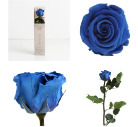 AMOROSA MINI PRESERVADA DARK BLUE