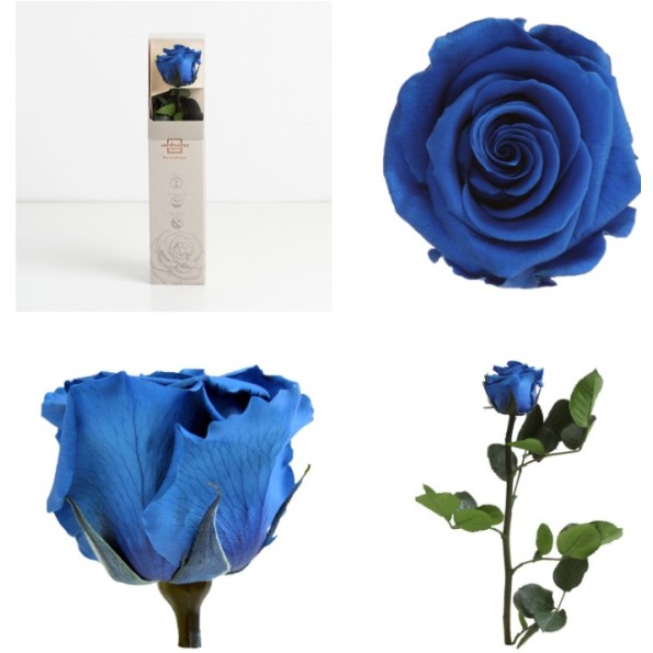 AMOROSA MINI PRESERVADA DARK BLUE