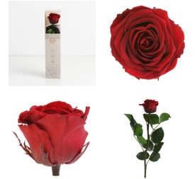 AMOROSA MINI PRESERVADA BURGUNDY