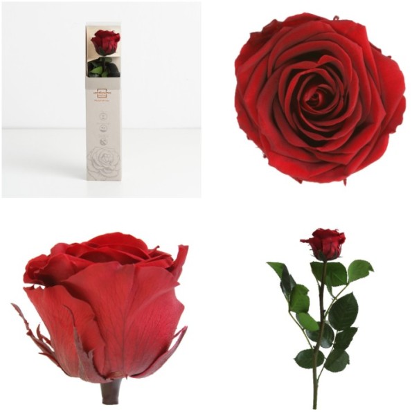 AMOROSA MINI PRESERVADA BURGUNDY