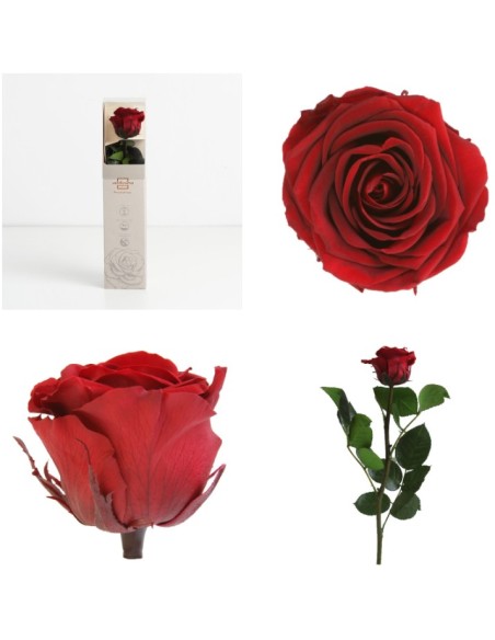 AMOROSA MINI PRESERVADA BURGUNDY