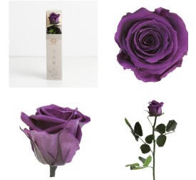 AMOROSA MINI PRESERVADA PURPLE