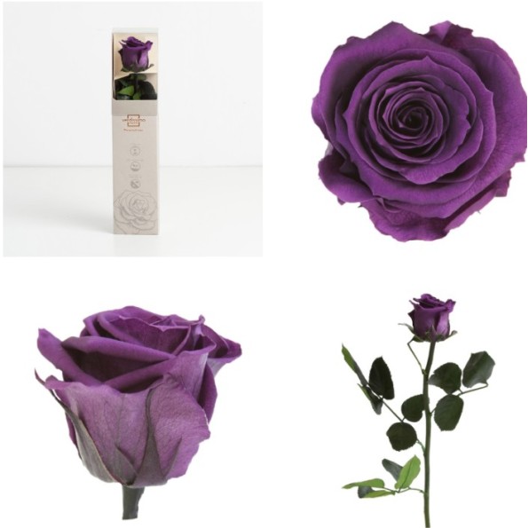 AMOROSA MINI PRESERVADA PURPLE