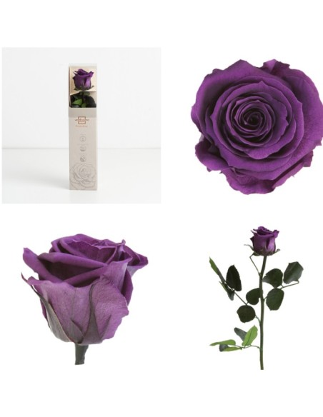 AMOROSA MINI PRESERVADA PURPLE