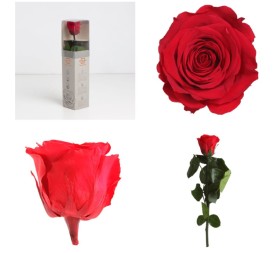 AMOROSA MINI PRESERVADA ROJA