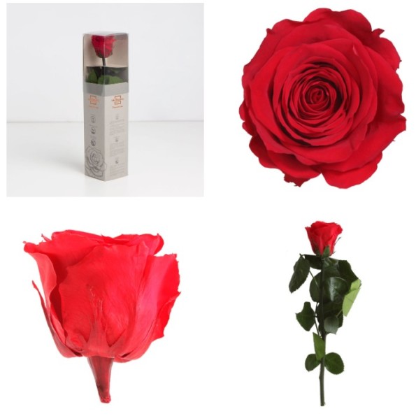 AMOROSA MINI PRESERVADA ROJA