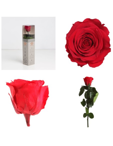 AMOROSA MINI PRESERVADA ROJA