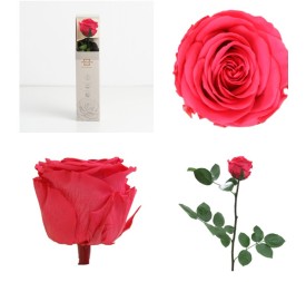 AMOROSA MINI PRESERVADA DARK PINK