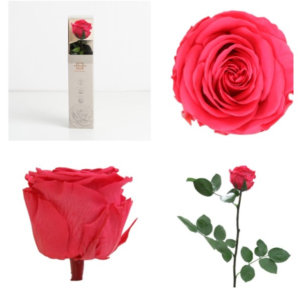 AMOROSA MINI PRESERVADA DARK PINK