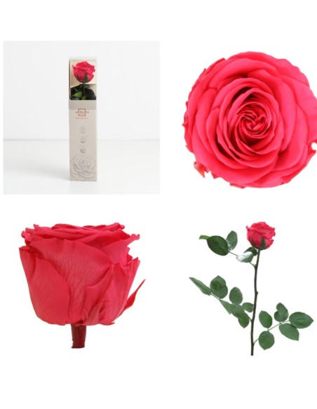 AMOROSA MINI PRESERVADA DARK PINK