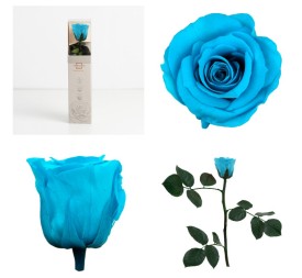 AMOROSA MINI PRESERVADA TURQUESA