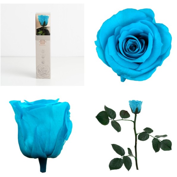 AMOROSA MINI PRESERVADA TURQUESA