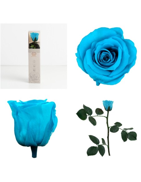 AMOROSA MINI PRESERVADA TURQUESA