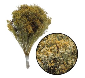 BROOMS BLOOMS 50 cms. NATURAL (04)