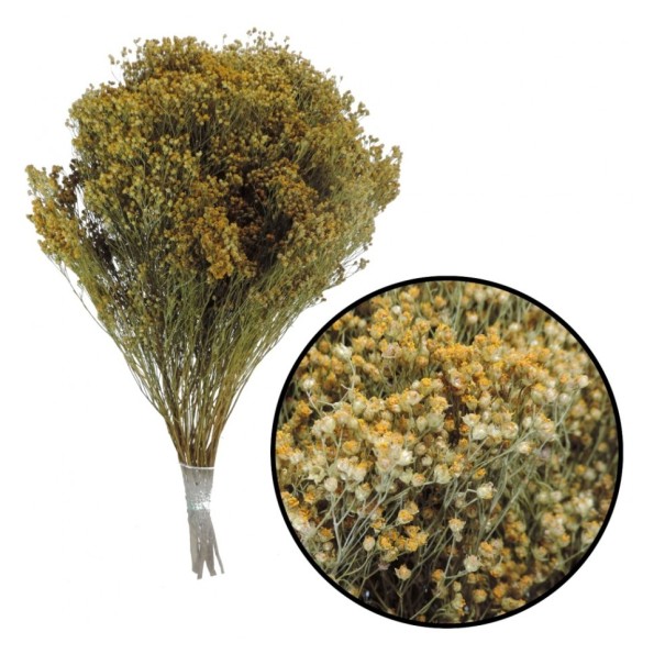 BROOMS BLOOMS 50 cms. NATURAL (04)