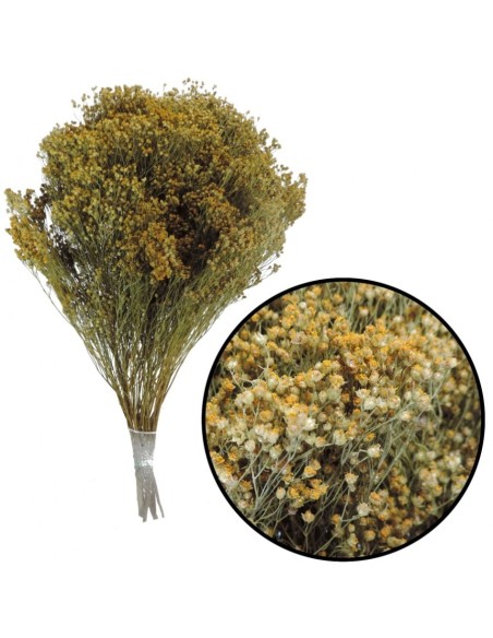 BROOMS BLOOMS 50 cms. NATURAL (04)