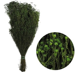 BROOMS BLOOMS 50 cms. VERDE (67)