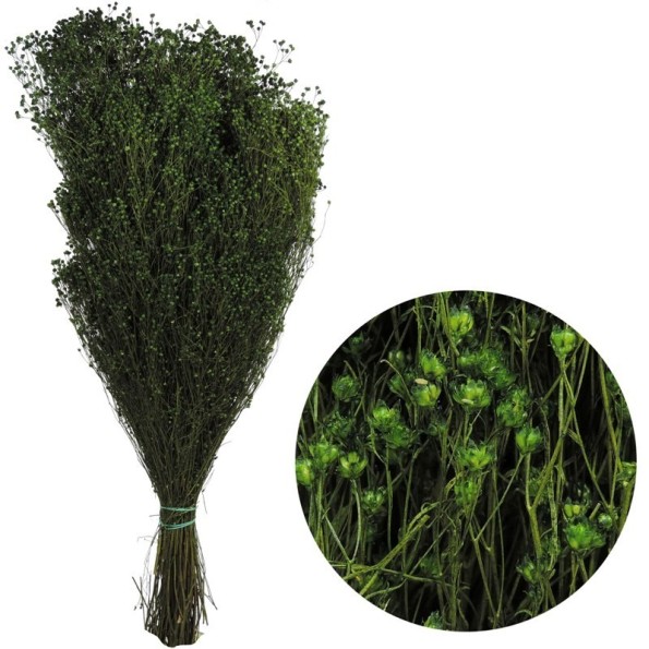 BROOMS BLOOMS 50 cms. VERDE (67)