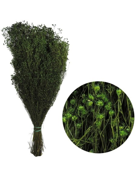 BROOMS BLOOMS 50 cms. VERDE (67)