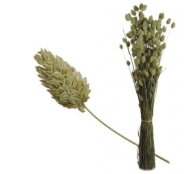 PHALARIS 80 cms. NATURAL (04)