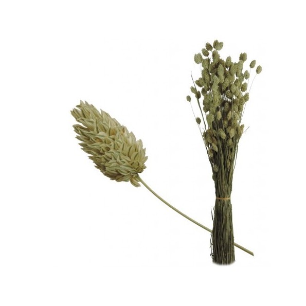 PHALARIS 80 cms. NATURAL (04)