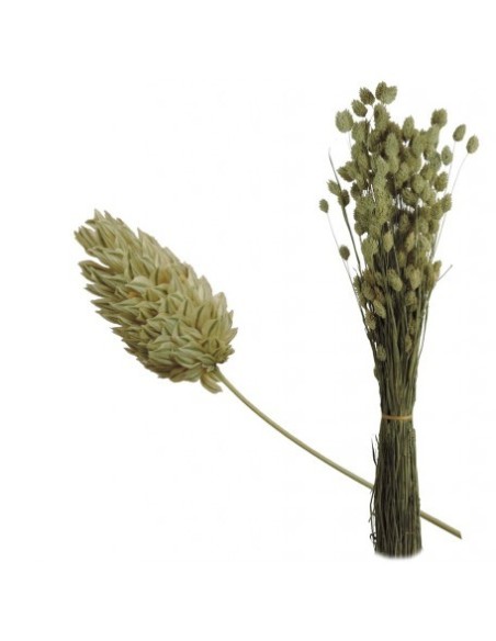 PHALARIS 80 cms. NATURAL (04)