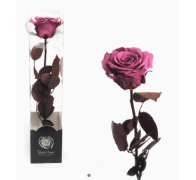 ROSA PRESERVADA ENVEJECIDA VIOLETA