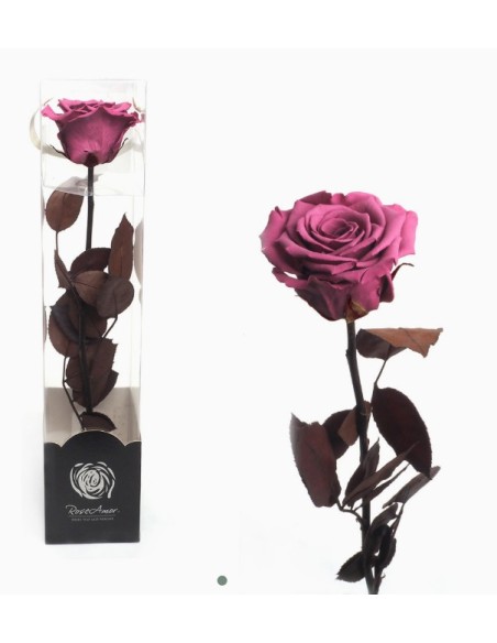 ROSA PRESERVADA ENVEJECIDA VIOLETA