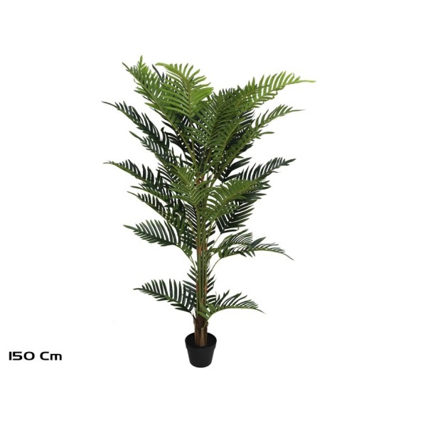 PLANTA PALMERA ARECA X 36 - 150 CM