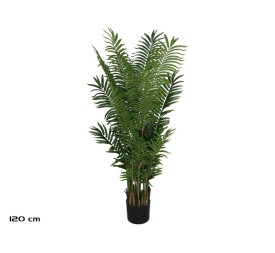 PLANTA PALMA ARECA X 15 - 120 CM