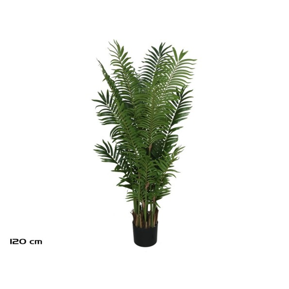 PLANTA PALMA ARECA X 15 - 120 CM