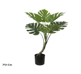 PLANTA MONSTERA X 6 - 70 CM