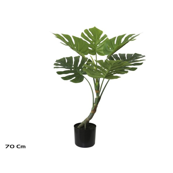 PLANTA MONSTERA X 6 - 70 CM