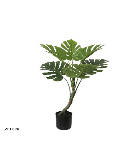 PLANTA MONSTERA X 6 - 70 CM