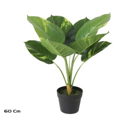 PLANTA POTHOS X 8 - 60 CM