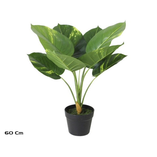 PLANTA POTHOS X 8 - 60 CM