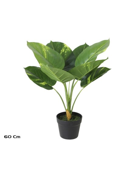 PLANTA POTHOS X 8 - 60 CM