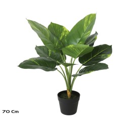 PLANTA POTHOS X 10 - 70 CM