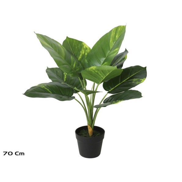 PLANTA POTHOS X 10 - 70 CM