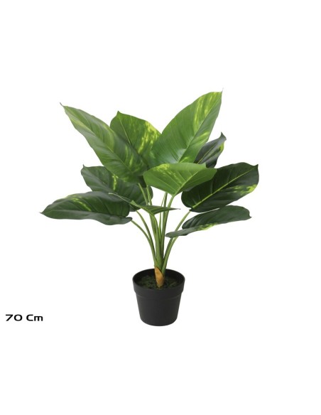 PLANTA POTHOS X 10 - 70 CM