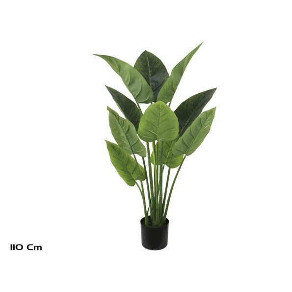 PLANTA AUREUM X 10 - 110 CM