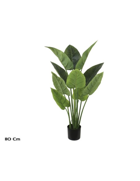 PLANTA AUREUM X 10 - 110 CM