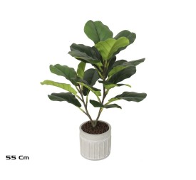 MACETA C-FICUS LYRATA X 17 - 55 CM