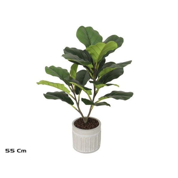 MACETA C-FICUS LYRATA X 17 - 55 CM