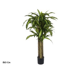 ARBOL DRACENA  X 3 150 CM